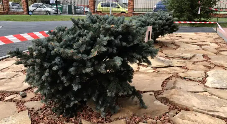 ЖК Расцветай на Гоголя елочки во дворе